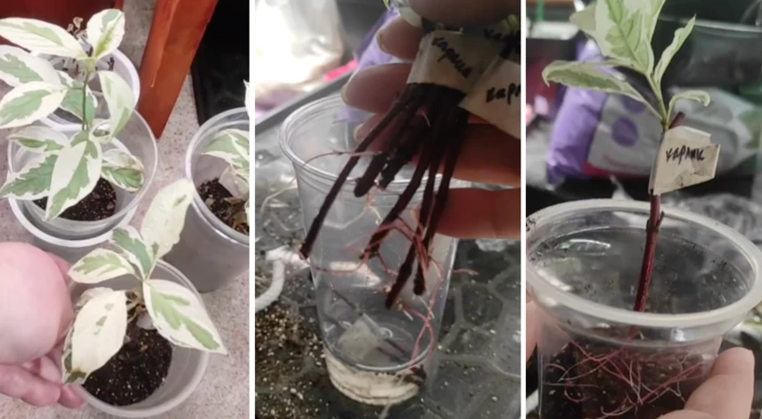 хранение саженцев и цветов