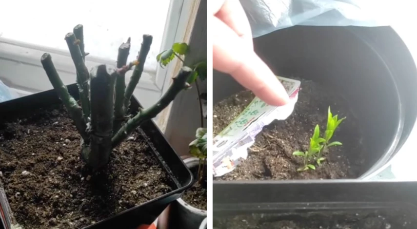 как сохранить саженцы до весны