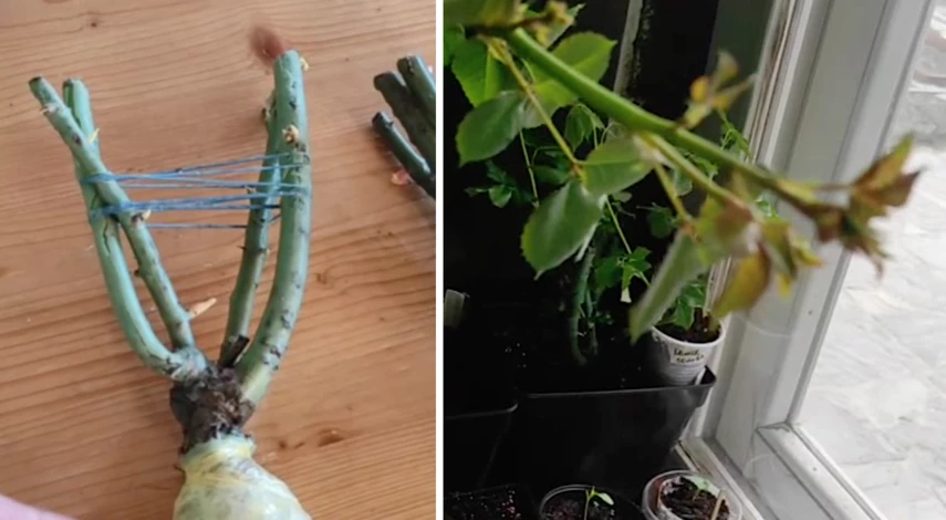 хранение посадочного материала