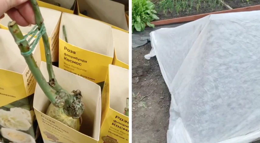 как хранить саженцы до посадки