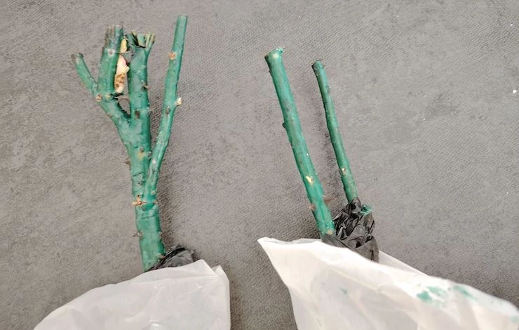 хранение черенков роз