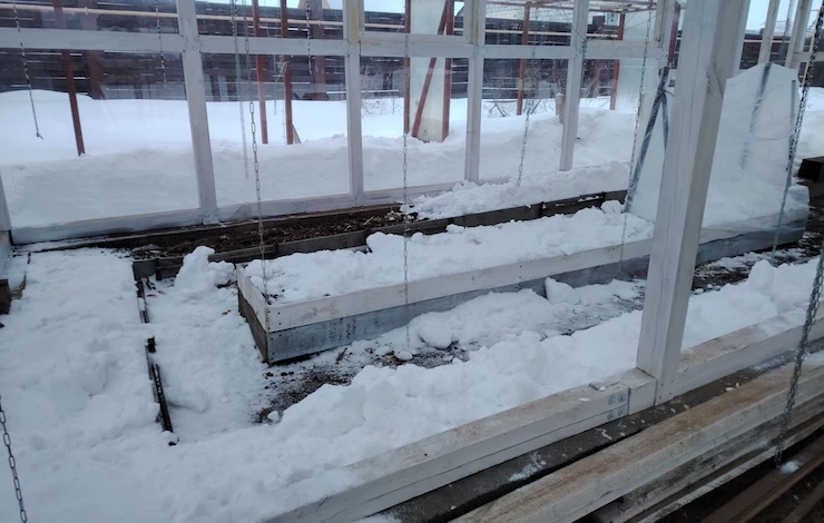 зачем накидывать снег в теплицу