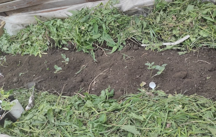 что делать на даче весной