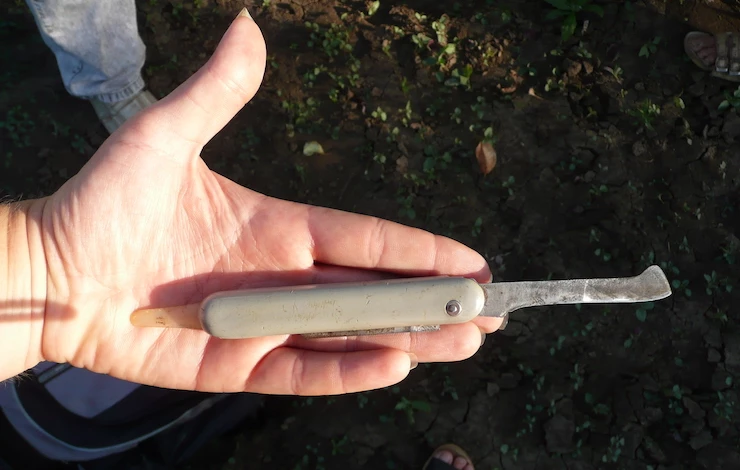 прививка сливы весной для начинающих в картинках