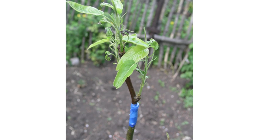 когда делать прививку сливы