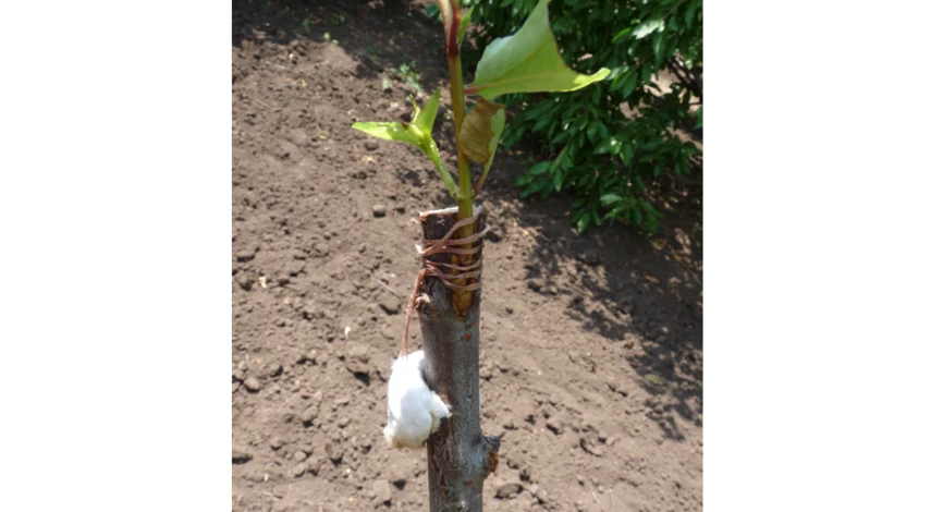 как сделать прививку на сливе