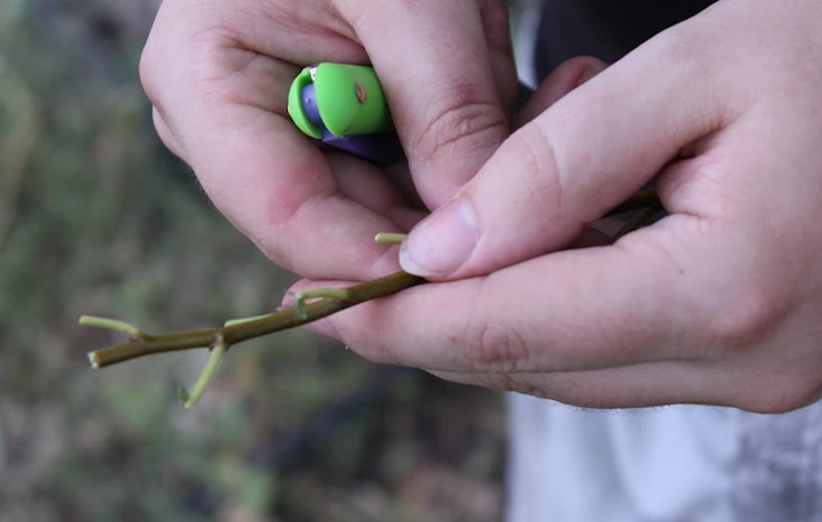 сроки прививки сливы весной