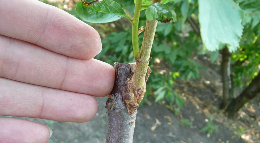 прививка сливы почкой