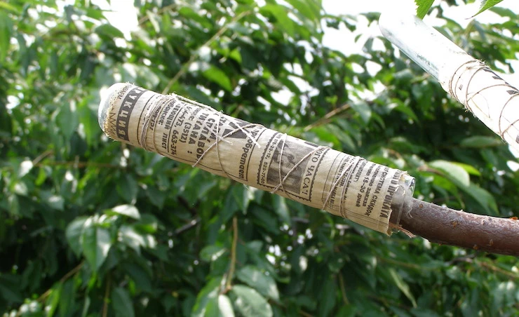 прививка сливы в расщеп