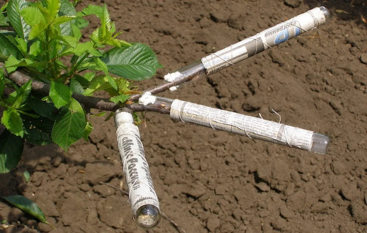 прививка сливы в марте