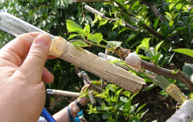 прививка сливы черенками весной