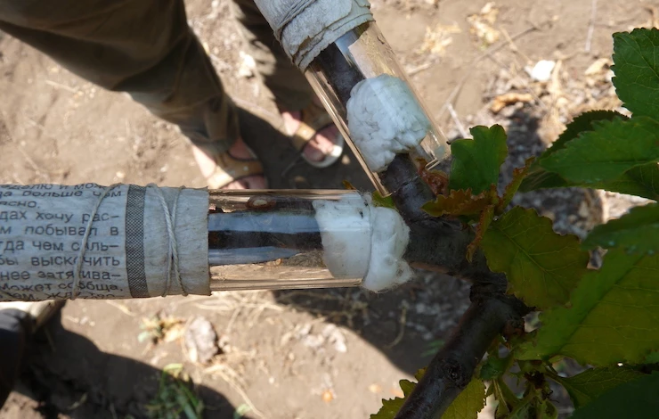 когда делать прививку сливы весной