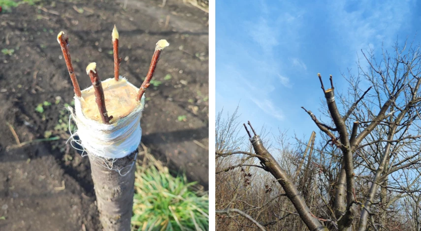 прививка сливы весной для начинающих