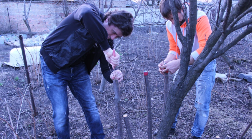 сроки прививки сливы