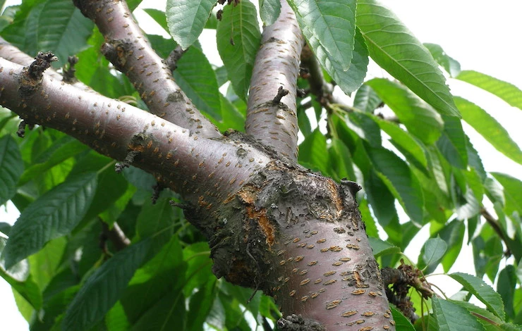 прививка сливы весной