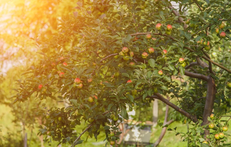 обработка деревьев от тли