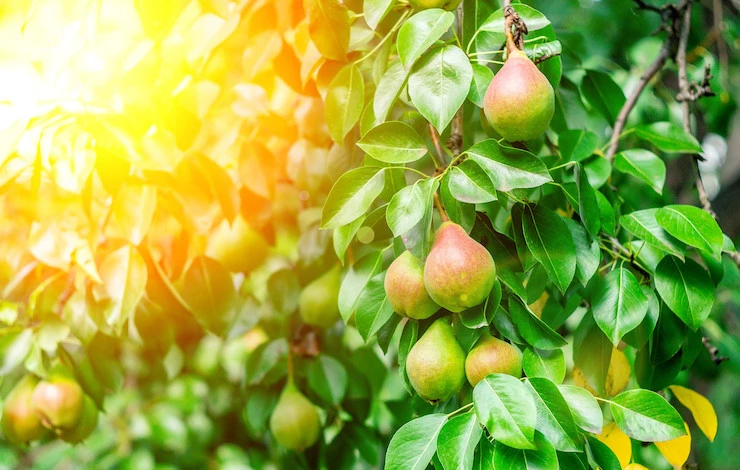 обработать деревья от тли