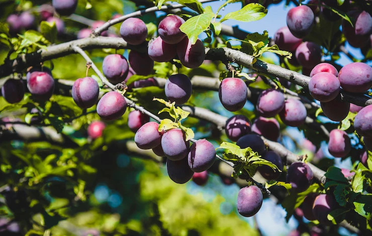 обработать сад от тли