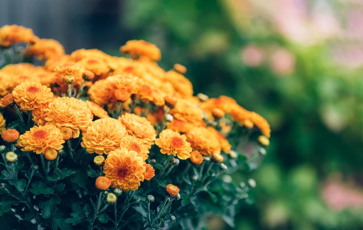 посадка цветов в мае