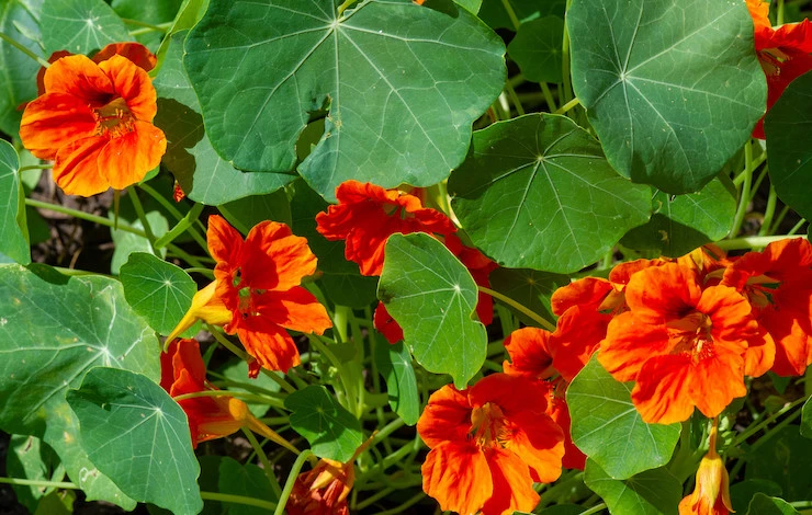 майские посевы цветов