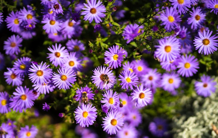 однолетние цветы в саду