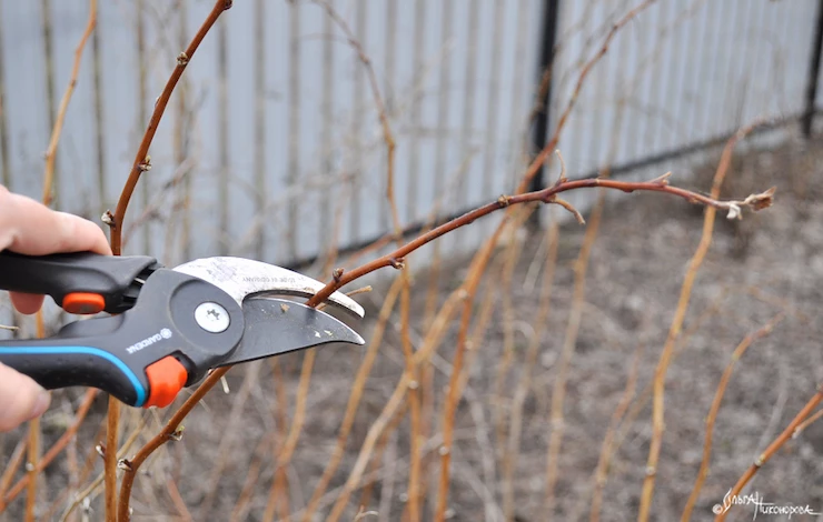 уход за малиной весной