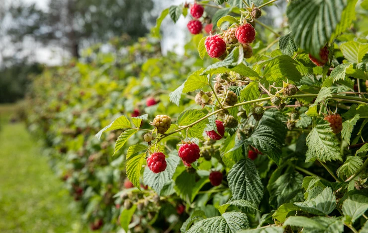 как ухаживать за малиной весной