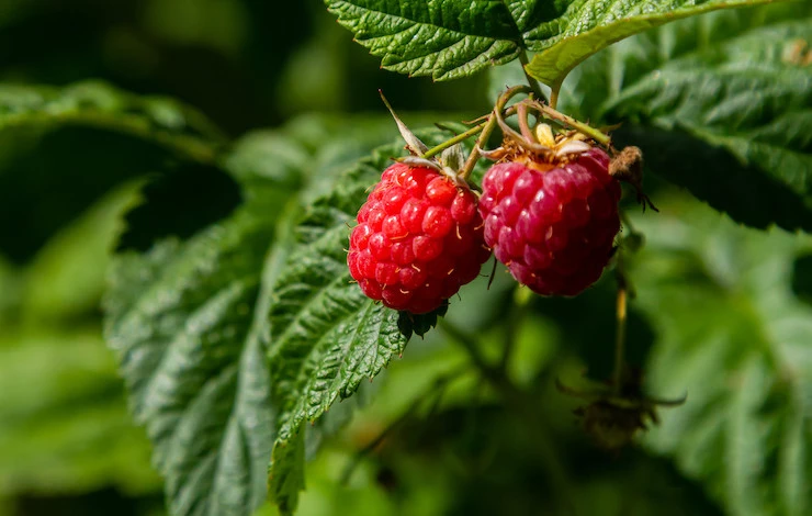 полив малины весной
