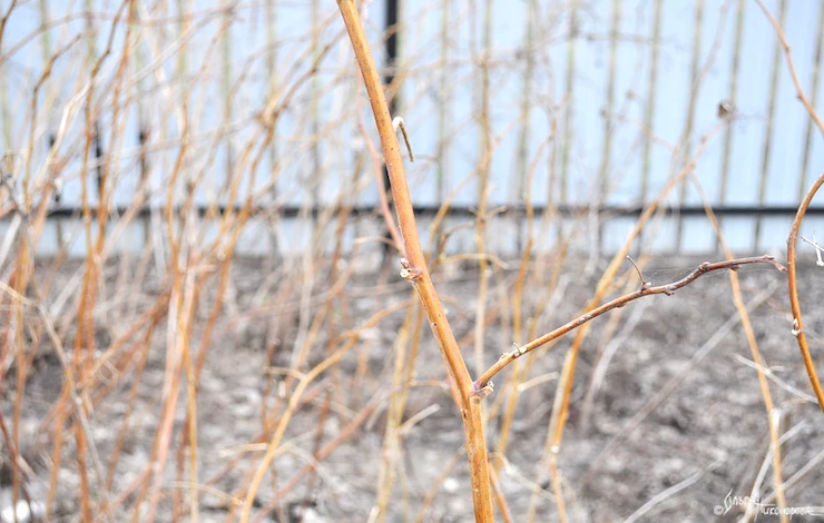 малинник весной