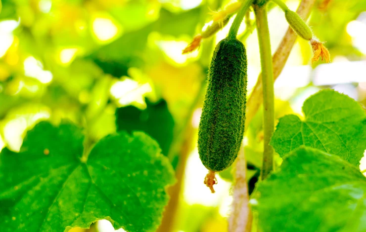 когда сажать огурцы 2025