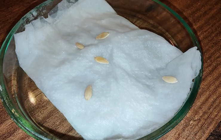 благоприятная посадка огурцов