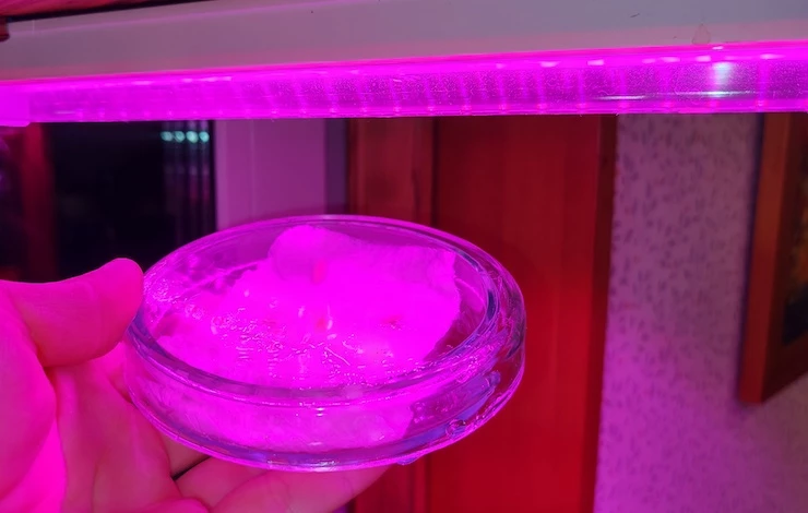 благоприятные дни для посадки огурца