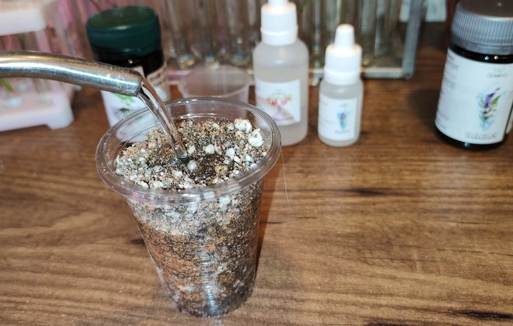 дни посадки огурцов в апреле