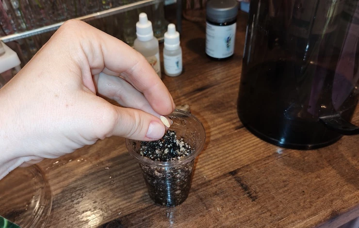 огурцы посадка фото