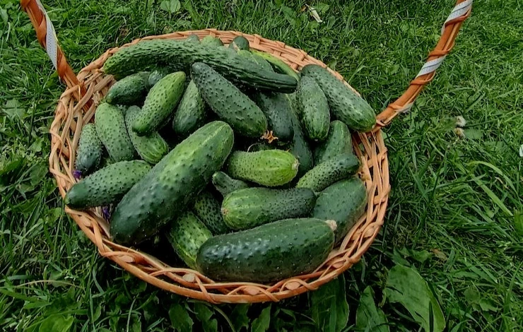 посадка огурцов уход