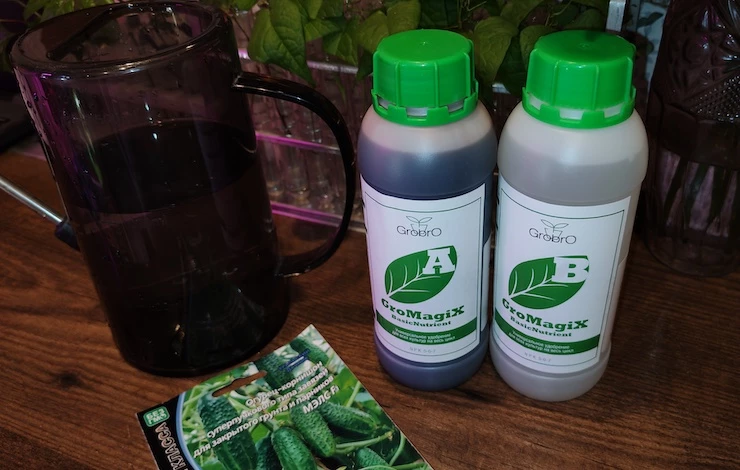 огурец описание посадки