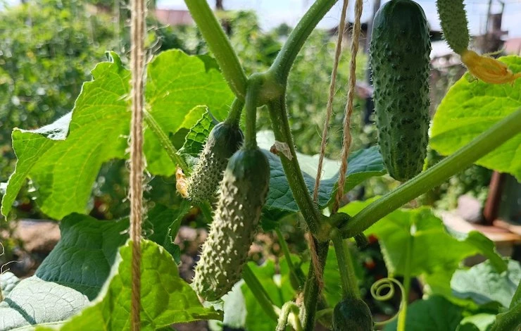 огурец посадка и уход фото