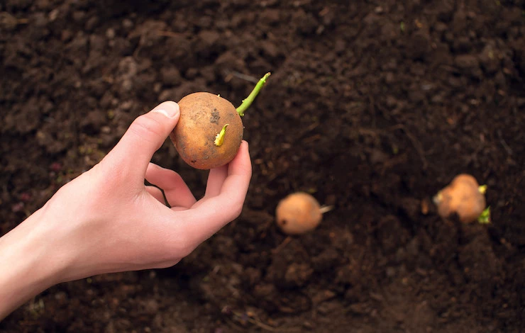 сроки посадки картошки в мае