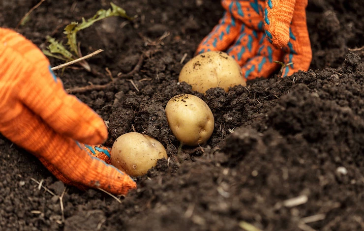 когда сажать картошку май 2025