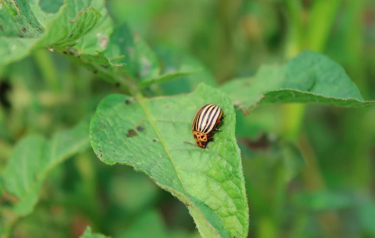 колорадский жук как избавиться