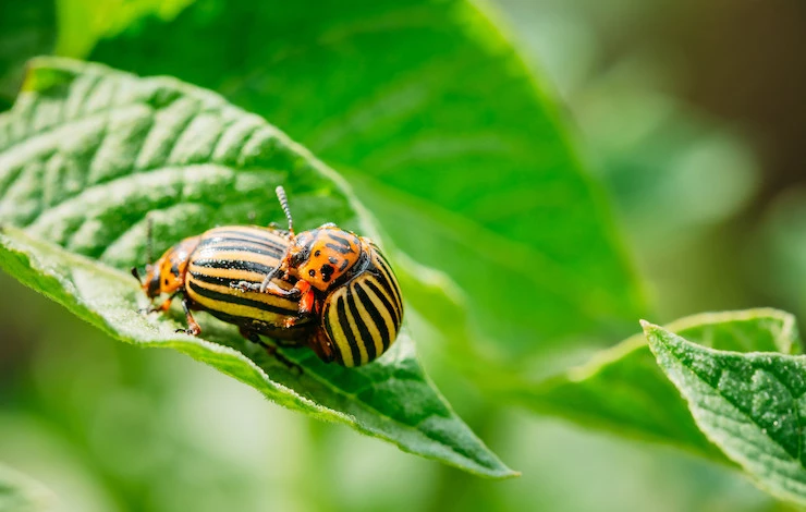 колорадский жук борьба