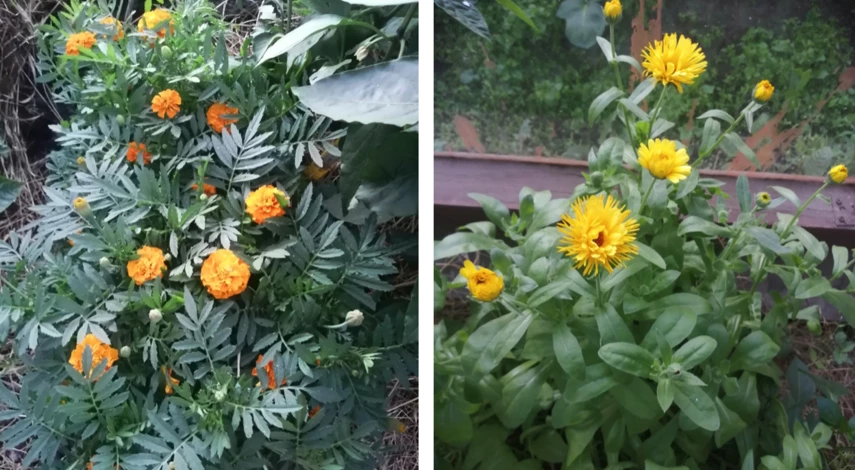 что после чего сажать