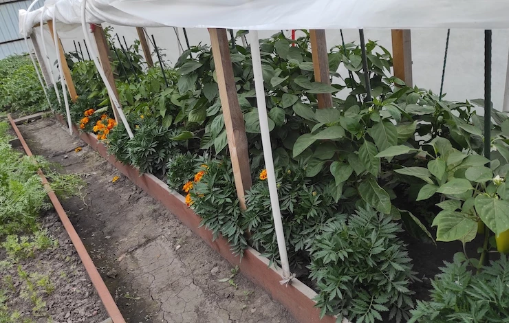 соседи на грядке