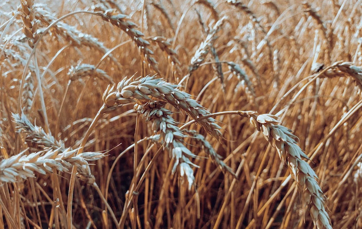 какие сидераты сажать