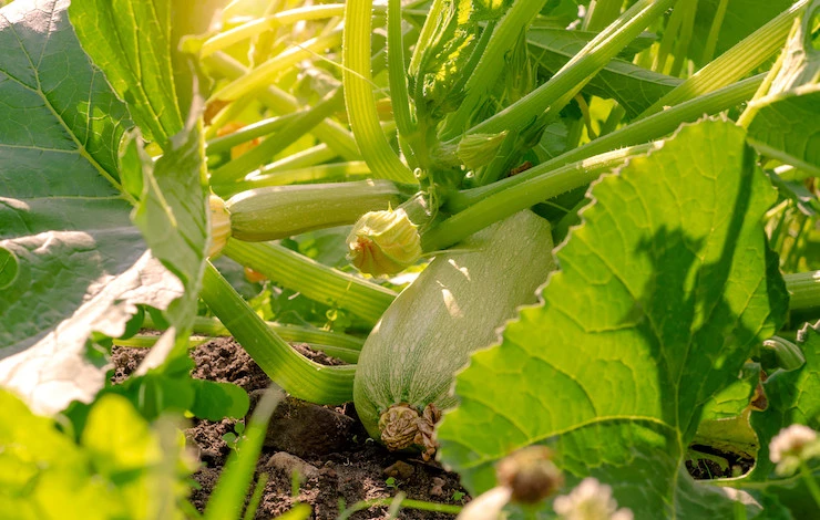кабачки в мае