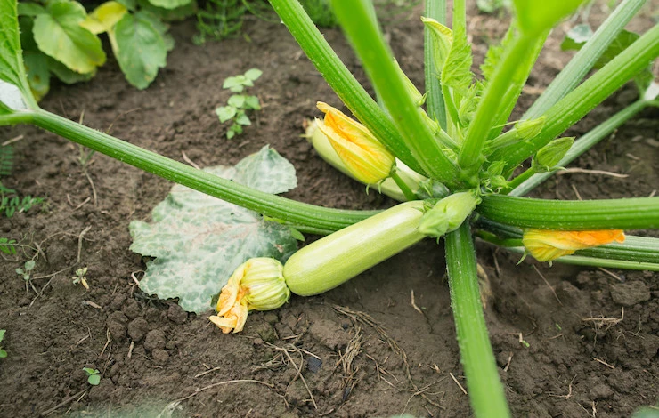 когда сажать кабачки