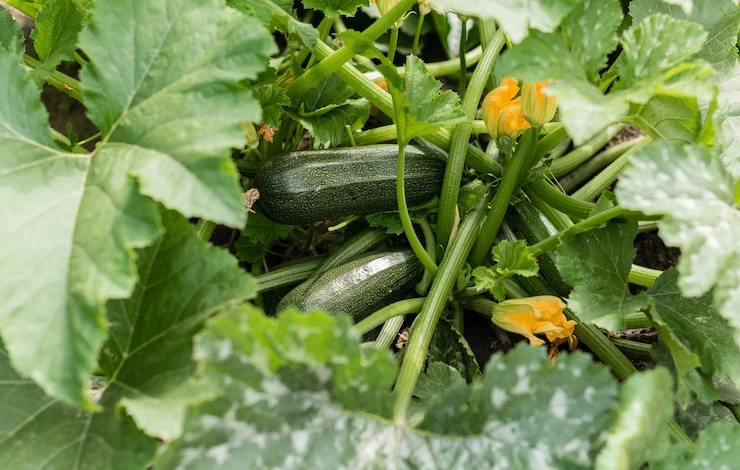 посев кабачков в мае