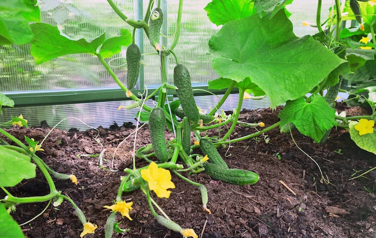 чем полить огурцы