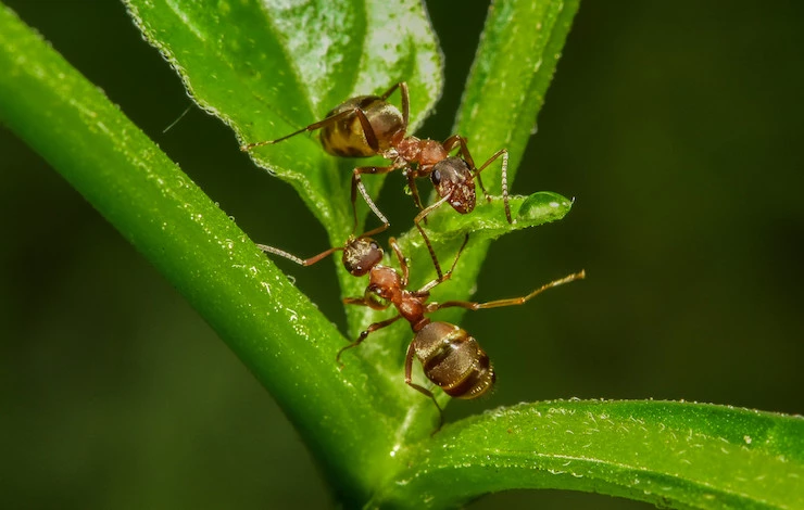 как избавиться от муравьев