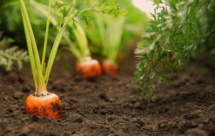 календарь работ на даче в мае
